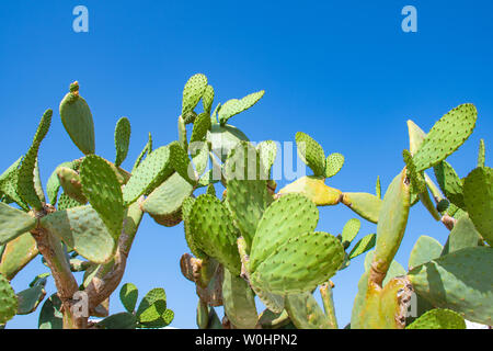 Grünen Kaktus Baum, Prickly Pear Frucht mit Meer und Boot auf Hintergrund, mediterrane Landschaft im Sommer Stockfoto