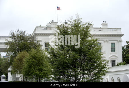 Ein Red-tailed hawk Sitzstangen auf einem Baum im vorderen Rasen außerhalb im Westflügel des Weißen Hauses in Washington, DC am 4. Juni 2015. Die Hawk hat ein Nest in der Nähe, wo es hat sich ihre Jungen zu schützen. Foto von Pat Benic/UPI Stockfoto
