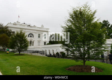 Ein Red-tailed hawk Sitzstangen auf einem Baum im vorderen Rasen außerhalb im Westflügel des Weißen Hauses in Washington, DC am 4. Juni 2015. Die Hawk hat ein Nest in der Nähe, wo es hat sich ihre Jungen zu schützen. Foto von Pat Benic/UPI Stockfoto