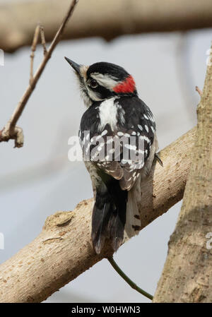 Ein männlicher Downy Woodpecker (Dryobates pubescens) schaut weg von einem Zweig der Baumstruktur Stockfoto