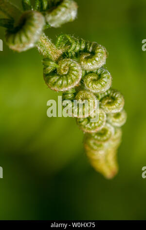 Neue Triebe der gemeinsamen Adlerfarn (Pteridium aquilinum) entfaltet, das wie ein String der Herzen, Großbritannien Stockfoto