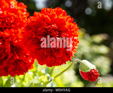 Poppy Red Pom Pom wächst in einem Garten, Papaver Somniferum, Stockfoto