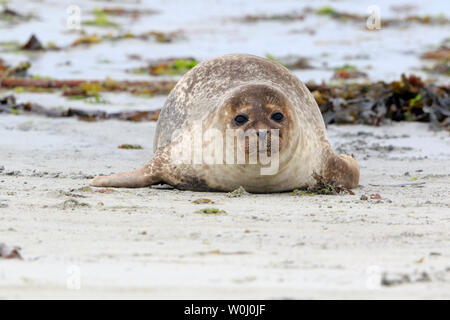 Gemeinsame Dichtung auf North Ronaldsay Orkney Schottland Stockfoto