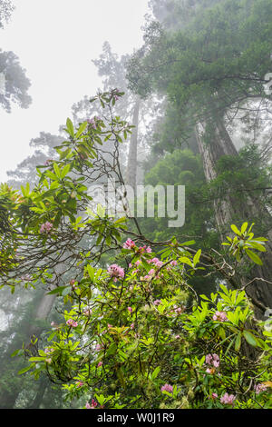 Küsten Nebel Grün sehr hohen Bäume rosa Rhododendron Lady Bird Johnson Grove Redwoods National Park Kalifornien. Die höchsten Bäume der Welt, 1000 von Jahr Stockfoto