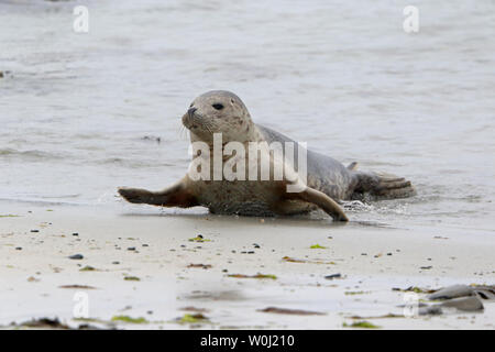 Gemeinsame Dichtung auf North Ronaldsay Orkney Schottland Stockfoto