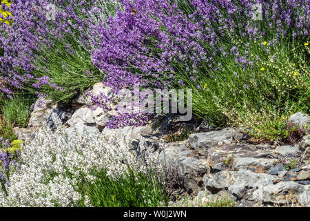 Lavendel wächst an trockenen Gartenwänden, bienenfreundliche Wandpflanzen an der Grenze Stockfoto