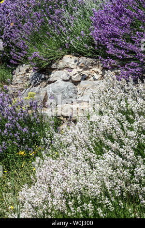 Lila und weiße Lavendel wächst auf trockenen Gartenmauer, Stein Grenze blühenden Lavendel Stockfoto