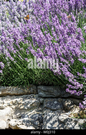 Lavendelgarten blüht an trockener Wand, Grenze mit Schmetterling an Sommerblumen Stockfoto