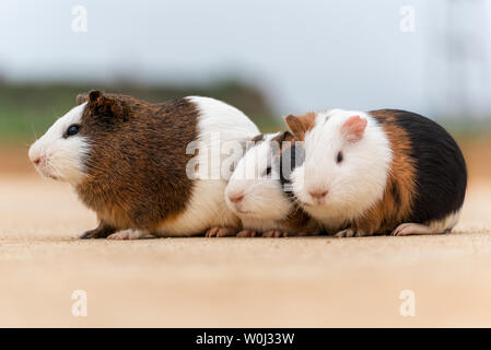 Drei Meerschweinchen auf einem Zement Pflaster. Stockfoto