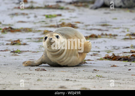 Gemeinsame Dichtung auf North Ronaldsay Orkney Schottland Stockfoto