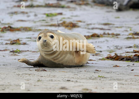 Gemeinsame Dichtung auf North Ronaldsay Orkney Schottland Stockfoto