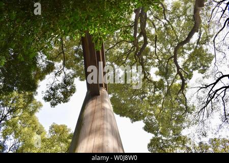 Tor zur Meiji-jingu - die größten und bekanntesten Shintō-Schrein, Tokio, Japan Stockfoto