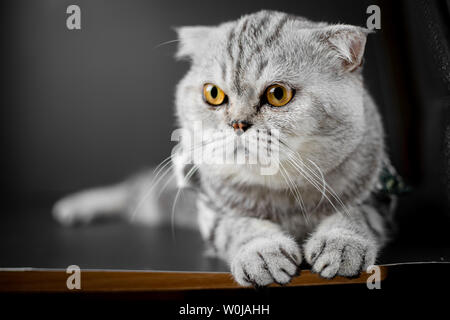 Portrait Scottish Fold Katze im Studio. Graue Katze mit Hocken auf dem schwarzen Hintergrund. Scottish Fold Katze sind Verschleiß Shirt. Stockfoto