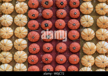 Viele ordentlich platziert Kürbisse, in Shandong Qingdao Küche Expo fotografiert. Stockfoto
