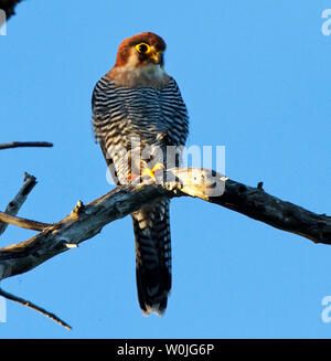 Die unverwechselbare und schneidigen Red-necked Falon ist eine Antenne Jäger in kleine Vögel im Flug spezialisiert hat. Sie haben eine ausgeprägte Vorliebe für hab. Stockfoto