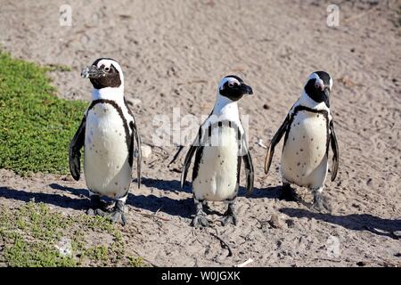 Drei afrikanischen Pinguine (Spheniscus demersus), Erwachsener, wandern, am Strand, Betty's Bay, Stony Point Nature Reserve, Western Cape, Südafrika Stockfoto