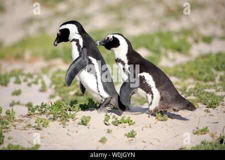 Afrikanische Pinguine (Spheniscus demersus), nach paar am Strand, Boulders Beach, Simon's Town, Western Cape, Südafrika Stockfoto