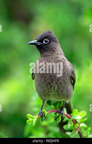 Cape Bulbul (Pycnonotus capensis), Erwachsener, Addo Elephant National Park, Eastern Cape, Südafrika Stockfoto