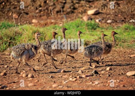 Südafrikanische Strauße (Struthio camelus australis), Gruppe von Küken, laufen, Oudtshoorn, Western Cape, Südafrika Stockfoto