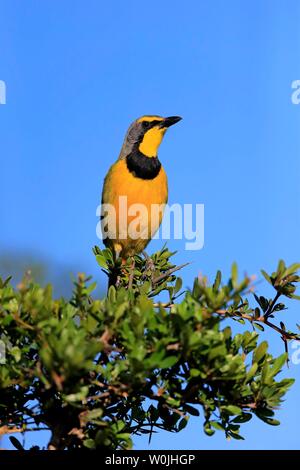 Yellow-throated Longclaw (Macronyx croceus), Erwachsener, Addo Elephant National Park, Eastern Cape, Südafrika Stockfoto