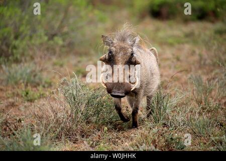 Warzenschwein (Phacochoerus aethiopicus), Alt, männlich, laufen, Addo Elephant National Park, Eastern Cape, Südafrika Stockfoto