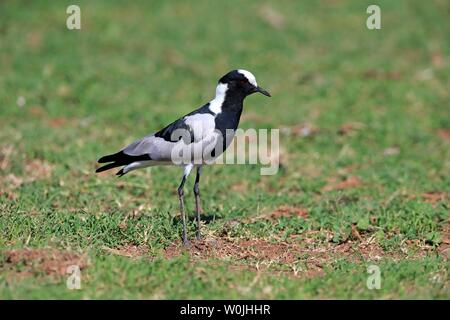 Schmied Kiebitz (Vanellus armatus), Erwachsener, im Gras stehen, Addo Elephant National Park, Eastern Cape, Südafrika Stockfoto