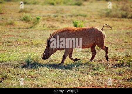 Warzenschwein (Phacochoerus aethiopicus), Erwachsener, ausgeführt mit Schwanz angehoben, Addo Elephant National Park, Eastern Cape, Südafrika Stockfoto