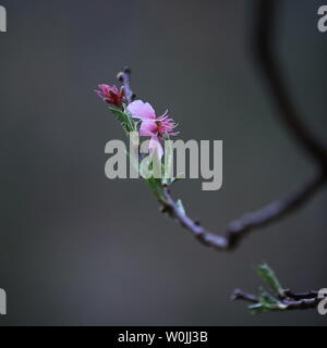 Blumen in voller Blüte Stockfoto