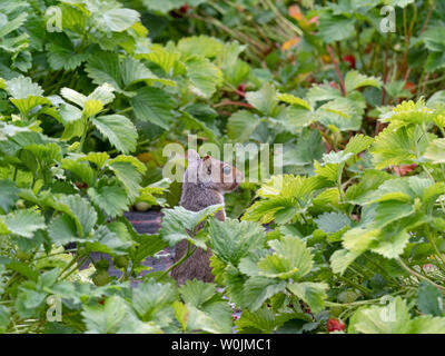 Graue Eichhörnchen Sciurus carolinensis essen Erdbeeren in Norfolk garten Juni Stockfoto