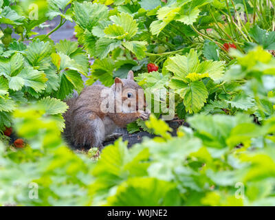 Graue Eichhörnchen Sciurus carolinensis essen Erdbeeren in Norfolk garten Juni Stockfoto