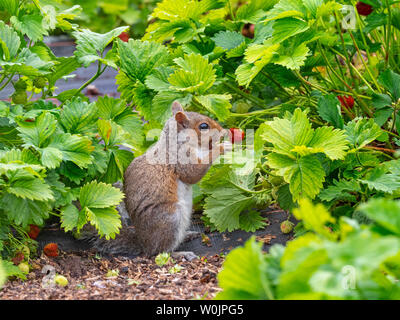 Graue Eichhörnchen Sciurus carolinensis essen Erdbeeren in Norfolk garten Juni Stockfoto