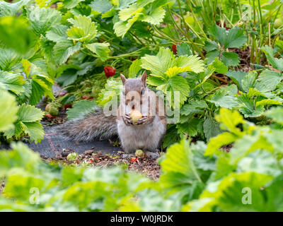 Graue Eichhörnchen Sciurus carolinensis essen Erdbeeren in Norfolk garten Juni Stockfoto