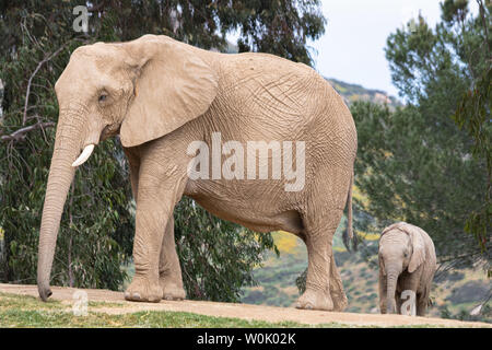 Afrikanische Elefanten, Art liebevolle zärtliche Beziehung, Mutter und Kind, süße kleine Baby Elefant nach Mutter Natur Landschaft Stockfoto