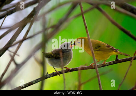 Ein erwachsener Schnäpperrohrsänger vogel Füttern eines Babys Schnäpperrohrsänger. Die schnäpperrohrsänger (Setophaga Petechien, ehemals Dendroica petechien) eine Neue Welt Warbler Stockfoto