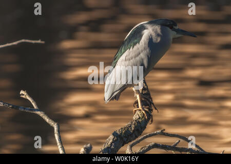 Schwarz gekrönt Night Heron Sitzstangen auf einem toten Baum, Nycticorax nycticorax, San Francisco, Kalifornien, USA. Stockfoto