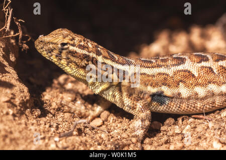 Gemeinsame side-blotched lizard Sonnenbaden an seine Burrow, Antelope Valley California Poppy finden, California, United States. Stockfoto