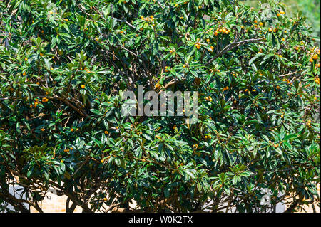 Mispel Baum mit Früchten und Blättern im Frühjahr Stockfoto