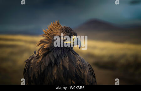 Dies ist die größte Geier, in dem ich je hawk Kontroverse in der Nähe von London gesehen haben. Stockfoto