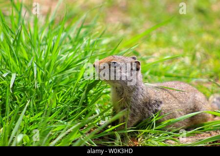 Prairie dog einen Snack im Gras Stockfoto