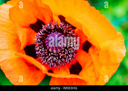 Rote Farbe Orange Mohn in voller Blüte; Papaveroideae; Papaveraceae; Salida; Colorado; USA Stockfoto