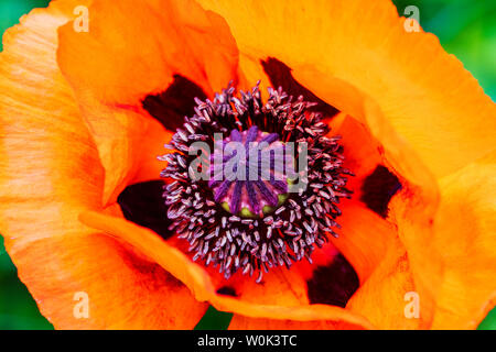 Rote Farbe Orange Mohn in voller Blüte; Papaveroideae; Papaveraceae; Salida; Colorado; USA Stockfoto