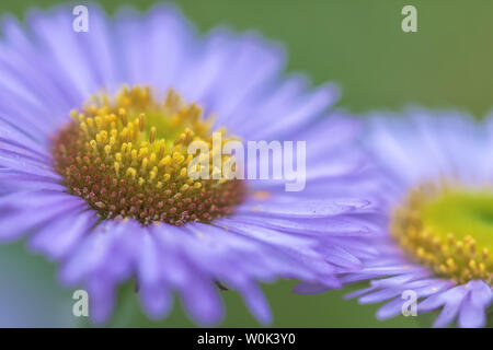 Ganz nah am Meer Daisy, Point Lobos State Naturpark, California, United States. Stockfoto