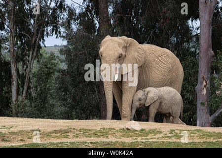 Afrikanische Elefanten, Art liebevolle zärtliche Beziehung, Mutter und Kind, süße kleine Baby Elefant nach Mutter Natur Landschaft Stockfoto