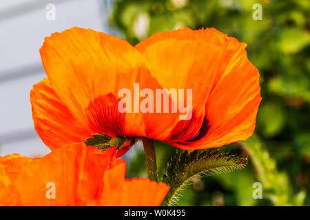 Rote Farbe Orange Mohn in voller Blüte; Papaveroideae; Papaveraceae; Salida; Colorado; USA Stockfoto