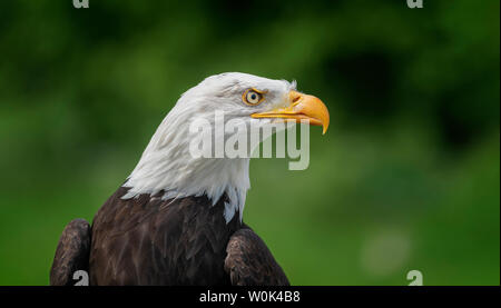 Dies ist die größte Geier, in dem ich je hawk Kontroverse in der Nähe von London gesehen haben. Stockfoto