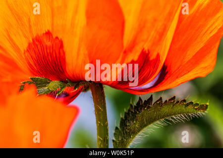 Rote Farbe Orange Mohn in voller Blüte; Papaveroideae; Papaveraceae; Salida; Colorado; USA Stockfoto