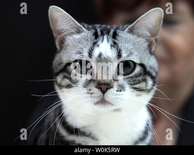 Mai 2019 - Schöne Schwarze, Weiße und Graue American Shorthair Katze gerade an Sie Stockfoto