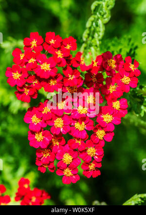 Rote Blütenblätter; Gemeinsame Schafgarbe Achillea millefolium; im Sommer blühen Stockfoto