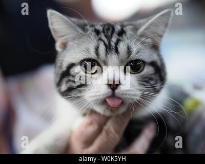 Mai 2019 - Schöne Schwarze, Weiße und Graue American Shorthair Katze gerade an Sie Stockfoto