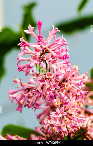 Rosa Blüten Syringa vulgaris; Flieder; im Sommer blühen Stockfoto